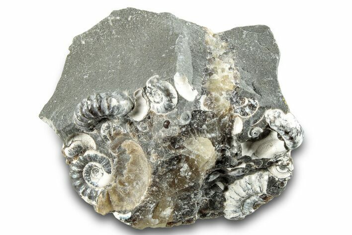 Ammonite (Promicroceras) Cluster - Marston Magna, England #282025